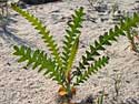 Banksia seedling photo